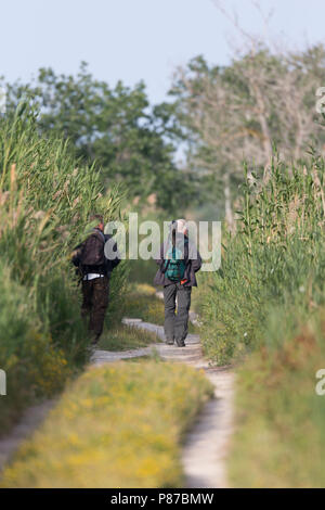 Vogelkijkers wandelen natuurreservaat sportello met rietlanden;Birdwatching a piedi nella riserva naturale con canneti Foto Stock