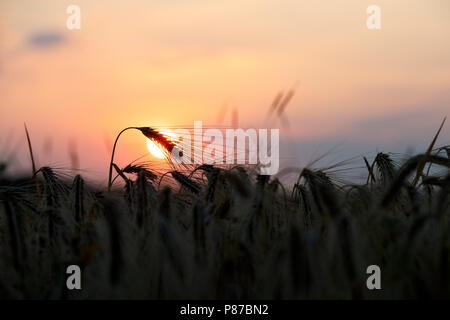 Hordeum vulgare. Silhouette di orzo a sunrise in Oxfordshire campagna. Regno Unito Foto Stock