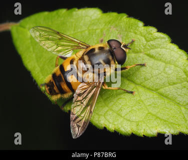 Hoverfly (Myathropa florea) maschio in appoggio sulla lamina. Tipperary, Irlanda Foto Stock