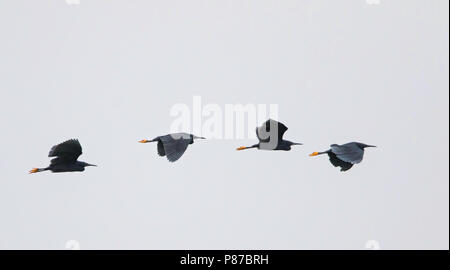 Quattro per il nero aironi (Egretta ardesiaca) in volo Foto Stock