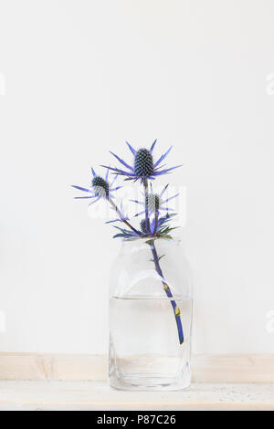 Eryngium. Tagliare Sea holly fiore in un vaso di vetro su uno sfondo bianco Foto Stock