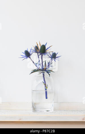 Eryngium. Tagliare Sea holly fiore in un vaso di vetro su uno sfondo bianco Foto Stock