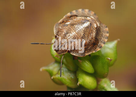 Tartaruga ninfa Shieldbug (Eurygaster "testudinaria) appollaiato sul Ranuncolo strisciante (Ranunculus repens) Tipperary, Irlanda Foto Stock