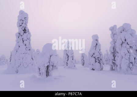 Scena invernale da fell Sammaltunturi in Muonio, Finlandia e Lapponia Foto Stock