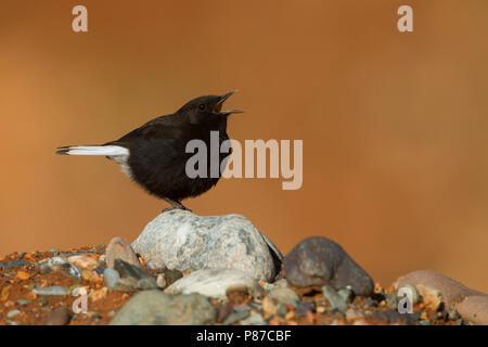 Nero - Culbianco Trauersteinschmätzer - Oenanthe leucura ssp. riggenbachi, Marocco, maschio adulto Foto Stock