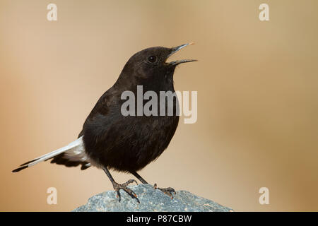 Nero - Culbianco Trauersteinschmätzer - Oenanthe leucura ssp. riggenbachi, Marocco, maschio adulto Foto Stock