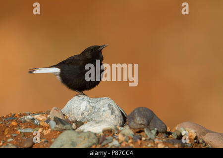 Nero - Culbianco Trauersteinschmätzer - Oenanthe leucura ssp. riggenbachi, Marocco, maschio adulto Foto Stock