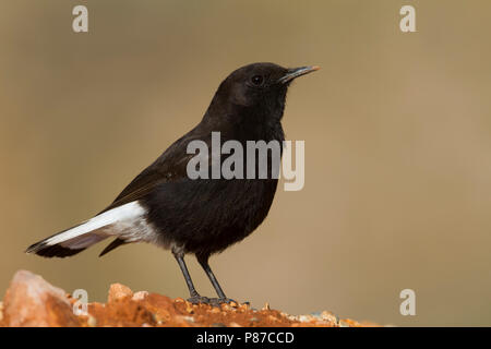 Nero - Culbianco Trauersteinschmätzer - Oenanthe leucura ssp. riggenbachi, Marocco, maschio adulto Foto Stock