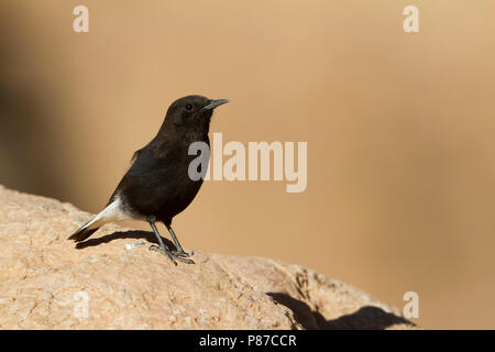 Nero - Culbianco Trauersteinschmätzer - Oenanthe leucura ssp. riggenbachi, Marocco, maschio adulto Foto Stock