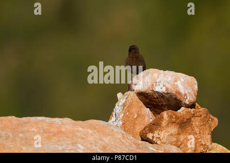 Nero - Culbianco Trauersteinschmätzer - Oenanthe leucura ssp. riggenbachi, Marocco, femmina adulta Foto Stock