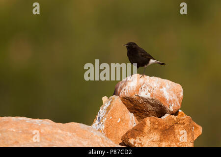 Nero - Culbianco Trauersteinschmätzer - Oenanthe leucura ssp. riggenbachi, Marocco, maschio adulto Foto Stock