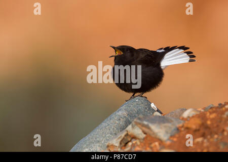 Nero - Culbianco Trauersteinschmätzer - Oenanthe leucura ssp. riggenbachi, Marocco, maschio adulto Foto Stock