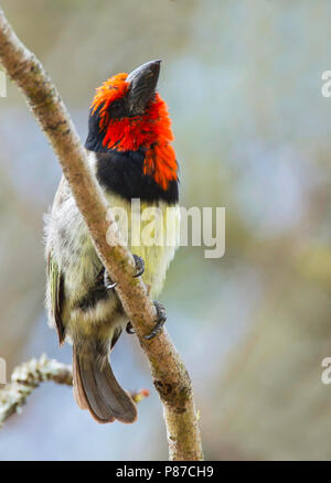 Nero-collare (Barbet Lybius torquatus) arroccato in una struttura ad albero Foto Stock