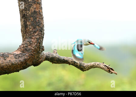 Forest King fisher battenti azione Kruger Foto Stock