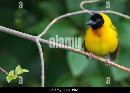 Tessitore a testa nera (Ploceus melanocephalus) arroccato Foto Stock