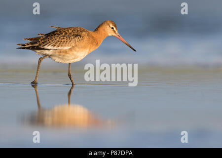 Nero-tailed Godwit - Uferschnepfe - Limosa limosa ssp. limosa, Germania, 1cy. Foto Stock