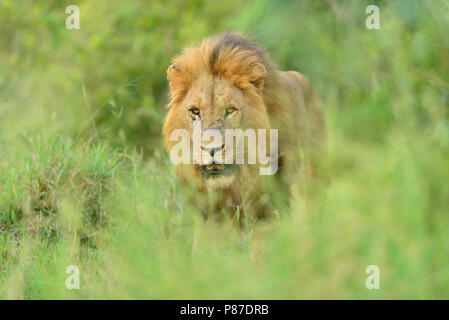 Leone maschio close up ritratto nella boccola Kruger Foto Stock