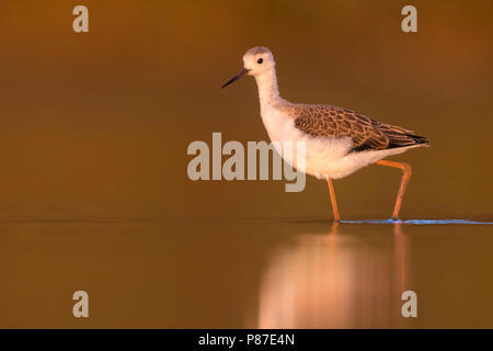 Steltkluut; Black-winged Stilt, Himantopus himantopus Foto Stock