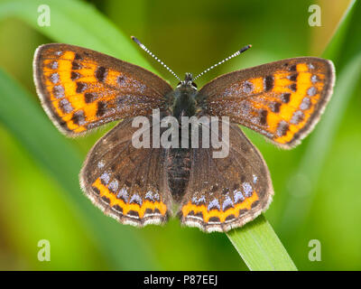 Blauwe vuurvlinder / viola di rame (Lycaena helle) Foto Stock