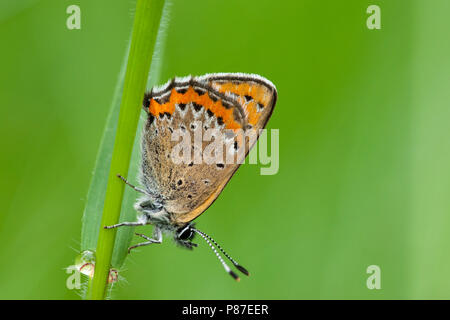 Blauwe vuurvlinder / viola di rame (Lycaena helle) Foto Stock