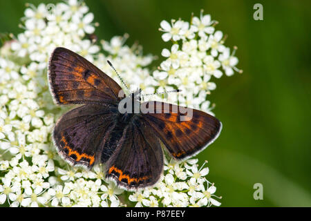 Blauwe vuurvlinder / viola di rame (Lycaena helle) Foto Stock