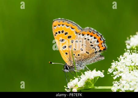 Blauwe vuurvlinder / viola di rame (Lycaena helle) Foto Stock