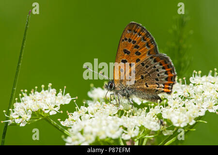 Blauwe vuurvlinder / viola di rame (Lycaena helle) Foto Stock