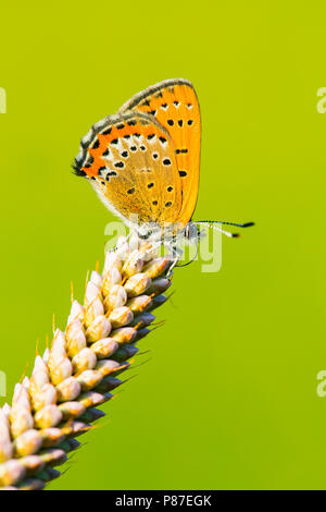 Blauwe vuurvlinder, violetto rame, Lycaena helle Foto Stock