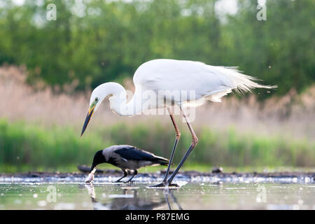 Grote Zilverreiger jagend bij wak incontrato Bonte Kraai in achtergrond; Western Airone bianco maggiore caccia al foro di ghiaccio con la cornacchia mantellata in background Foto Stock