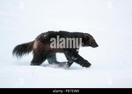 Veelvraat lopend in de sneeuw; Wolverine, passeggiate nella neve Foto Stock