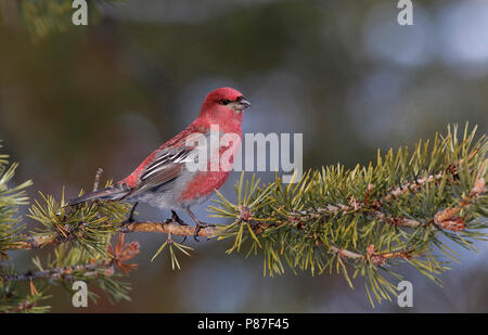 Haakbek in de winter; Pine Grosbeak in inverno Foto Stock