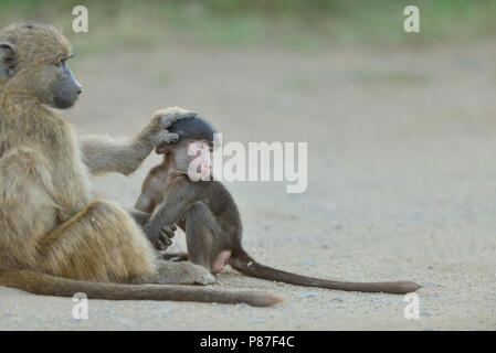 Baby babbuino azione di riproduzione più carini in scimmia Kruger Foto Stock