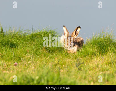 Europese Haas op Texel, Lepre europea su Texel Foto Stock