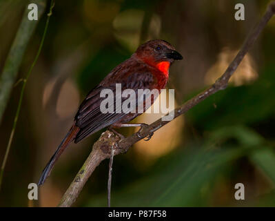 Rosso-throated Ant-tanager, Habia fuscicauda Foto Stock