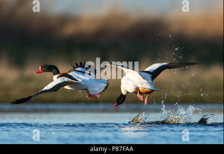 Due maschi Shelduck comune (Tadorna tadorna) combattimenti Foto Stock