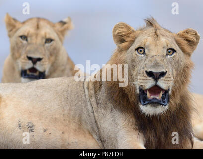 Leone maschio close up ritratto nella boccola Kruger Foto Stock