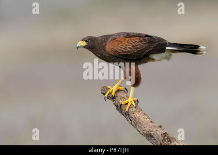 Adulto Hidalgo Co., TX Marzo 2014 Foto Stock