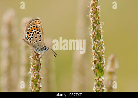 Heideblauwtje / argento-blu chiodati (Plebejus argus) Foto Stock