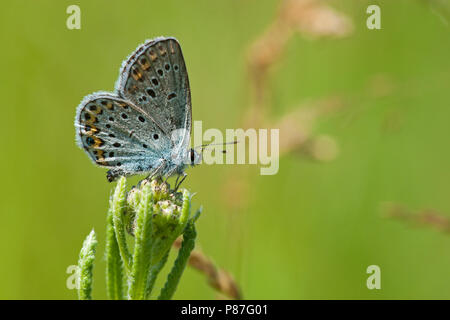 Heideblauwtje / argento-blu chiodati (Plebejus argus) Foto Stock