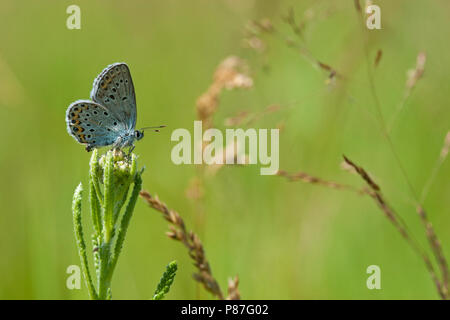 Heideblauwtje / argento-blu chiodati (Plebejus argus) Foto Stock