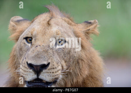 Leone maschio close up ritratto nella boccola Kruger Foto Stock