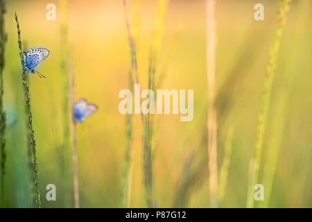 Heideblauwtje, argento-blu chiodati Foto Stock