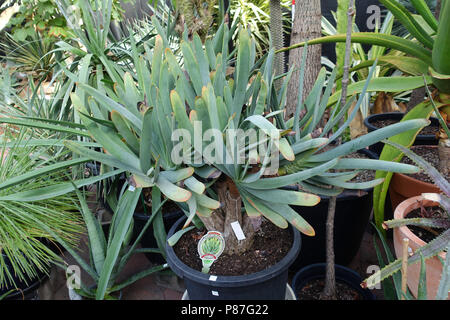 Kumara plicatilis o noto come aloe plicatilis o la ventola-aloe Foto Stock