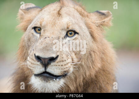 Leone maschio close up ritratto nella boccola Kruger Foto Stock