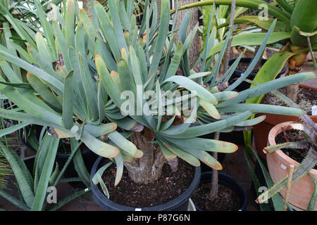 Kumara plicatilis o noto come aloe plicatilis o la ventola-aloe Foto Stock