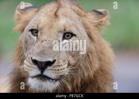 Leone maschio close up ritratto nella boccola Kruger Foto Stock