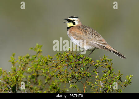 Adulto Kern Co., CA Aprile 2005 Foto Stock