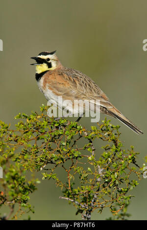 Adulto Kern Co., CA Aprile 2005 Foto Stock