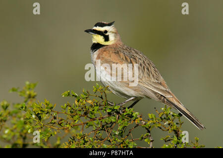 Adulto Kern Co., CA Aprile 2005 Foto Stock