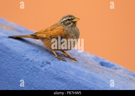 Casa Bunting (Emberiza sahari) arroccato Foto Stock